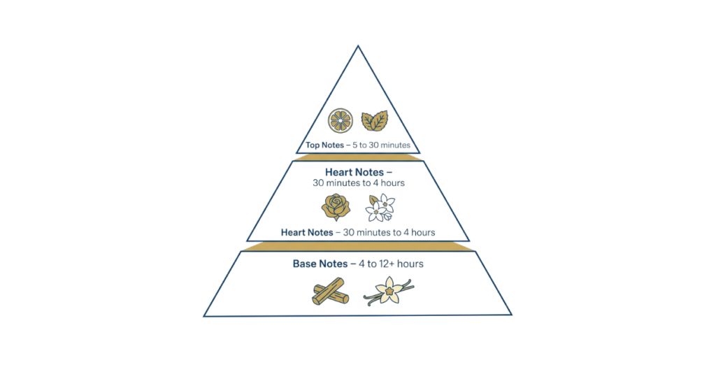 Diagram showing the fragrance pyramid with top notes, heart notes and base notes and their evaporation times