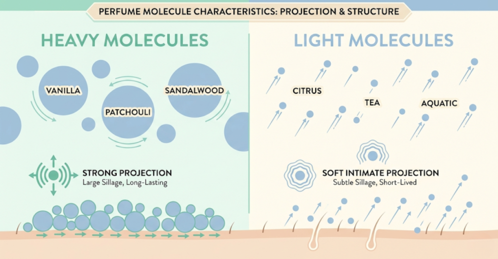 Heavy vs Lightweight Perfume Molecules  