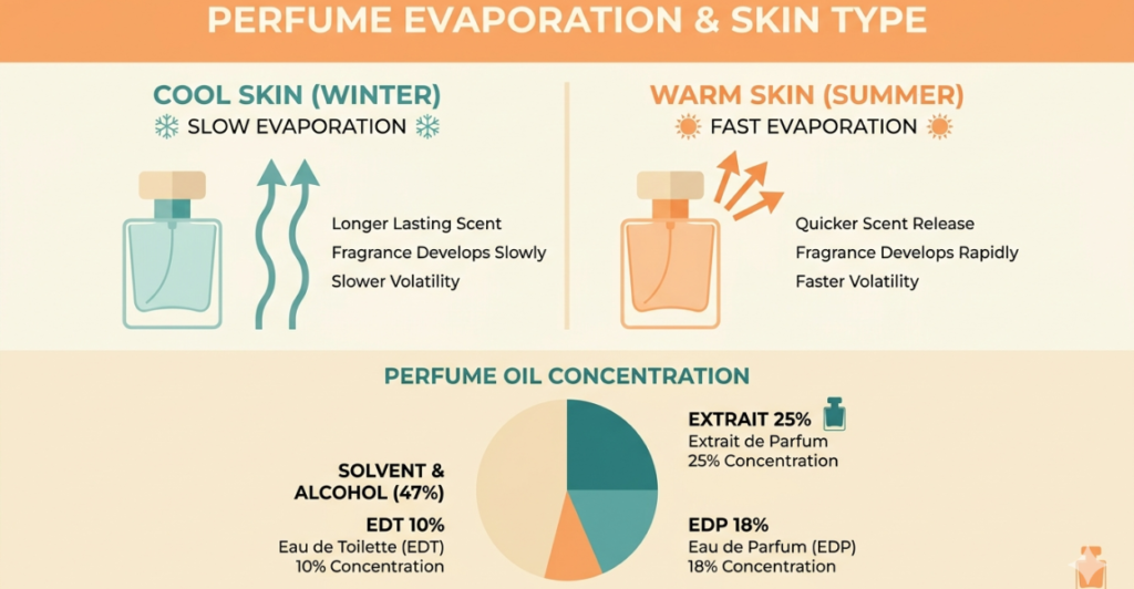 Infographic comparing cool skin versus warm skin evaporation rates: cool skin slows perfume evaporation, warm summer skin accelerates it by up to 75 percent, plus pie chart showing perfume oil concentration in Extrait (25 percent), EDP (18 percent), and EDT (10 percent) – why summer perfume doesn't last and how to fix it